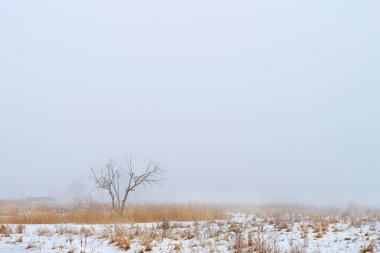 Sis bulutlu kış sabahı. Kış karlı manzara
