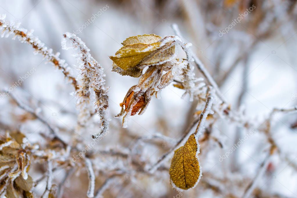Frozen flowers and leaves of wild rose covered with a crust of ice. Plants of the Rose family, of the order Rosales. Flora and fauna in the harsh snow of the Russian winter