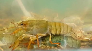 Kerevit akvaryum içinde yaşamak. Suda crawfish