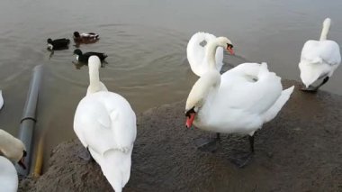 Beyaz Kuğu ve renkli ördek gölet kıyısında