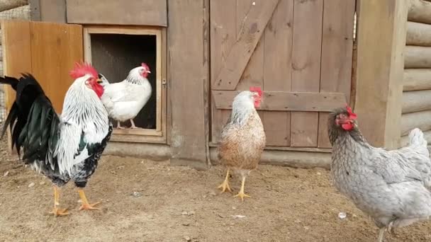 Rooster with hens in hen house on a cattle farm — Stock Video