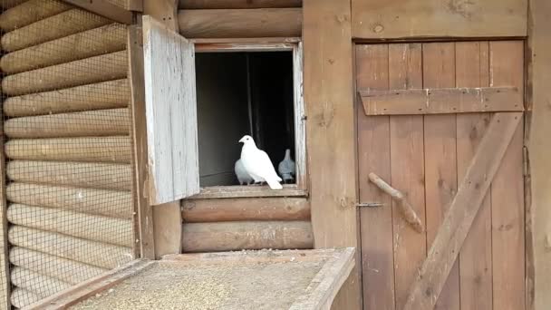 White pigeon Peace symbol in dovecote on bird farm — Stock Video