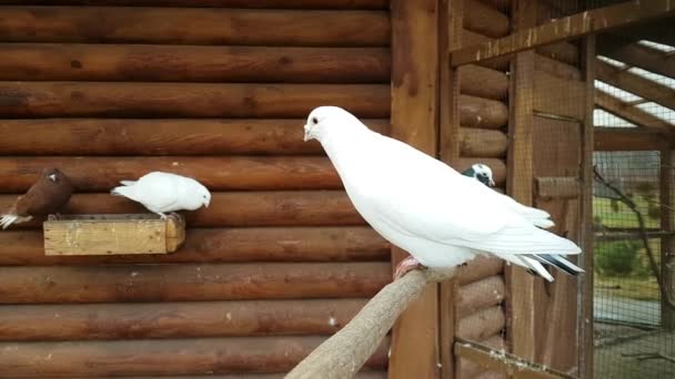 Piccione bianco Simbolo di pace in colombaia in allevamento di uccelli — Video Stock