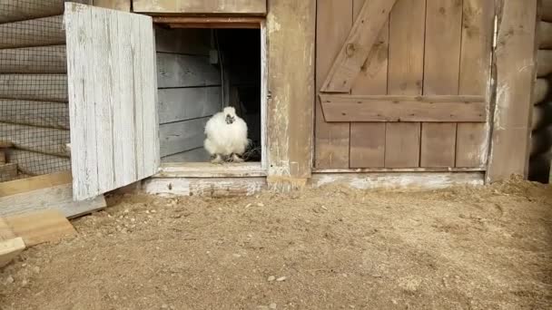 Coq avec poules dans un poulailler dans une ferme bovine — Video