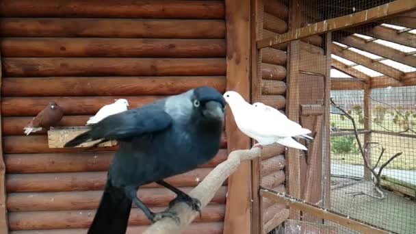 Schwarzer Rabe mit weißer Taube auf Vogelfarm — Stockvideo