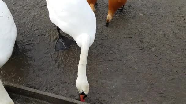 Bílé labutě a barevné kachny na břehu rybníka — Stock video