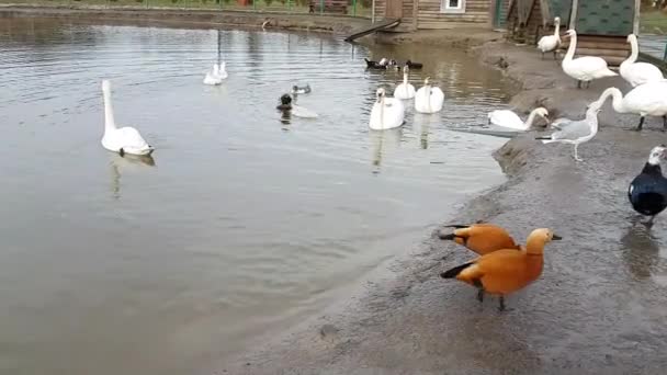 Cisnes blancos y patos de colores en la orilla del estanque — Vídeos de Stock