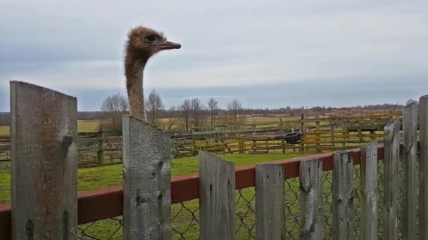 Wild Australische struisvogel grazen op een pluimveeboerderij — Stockvideo