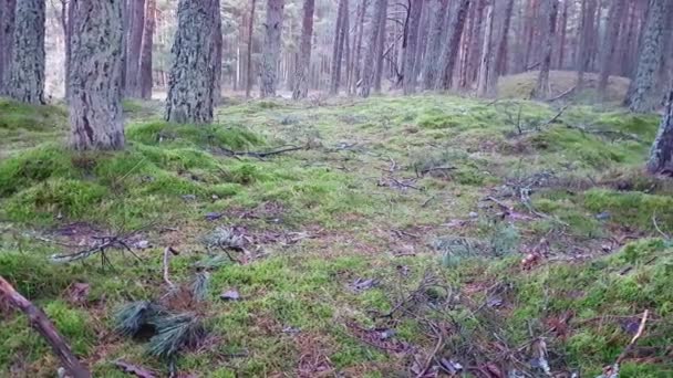 Yeşil yosun, dans orman Park Curonian spit — Stok video