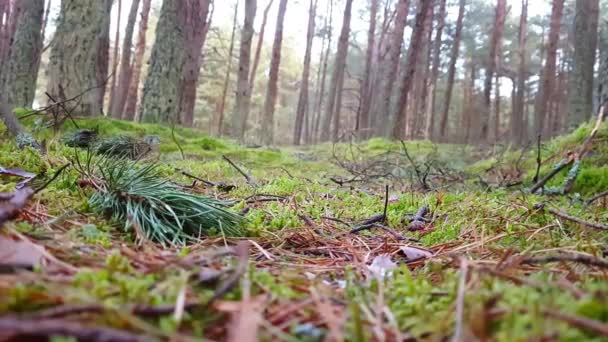 Zielony mech, taniec lasu w parku Mierzeja Kurońska — Wideo stockowe