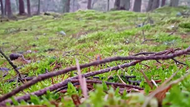 Зеленый мох, Танцующий лес в парке Куршская коса — стоковое видео
