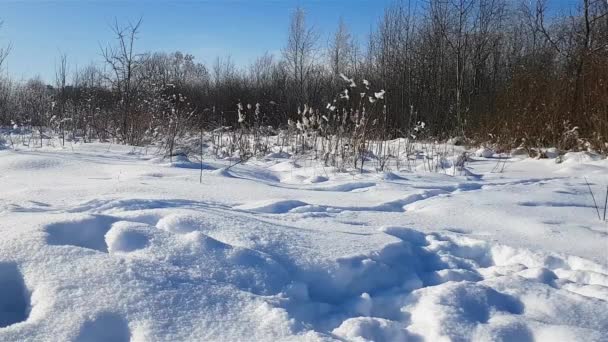 Severe Russian winter snowy landscape, frosty day — Stock Video