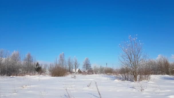 Σοβαρή ρωσικού χειμώνα χιονισμένο τοπίο, ψυχρός ημέρα — Αρχείο Βίντεο