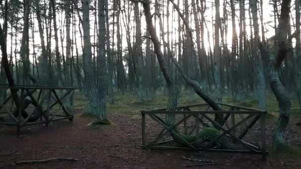 Tanzender Wald im Nationalpark Kurische Nehrung — Stockvideo