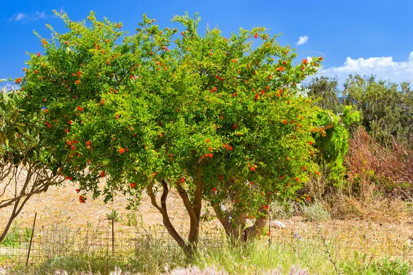 Tree with orange flowers, Bali, Crete, Greece — Stock Photo, Image