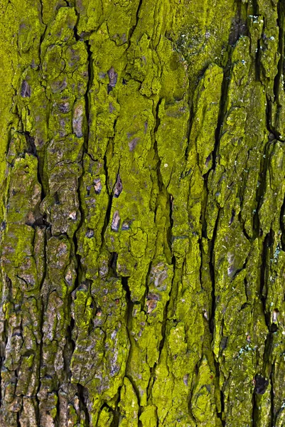 Texture Tree Bark Green — Stock Photo, Image