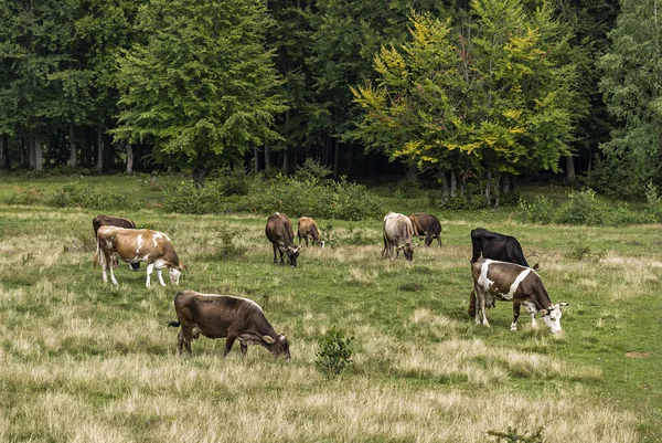 Vacas que pastam em um prado . — Fotografia de Stock
