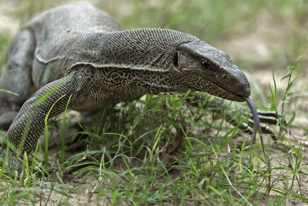 Monitor Lizard no Parque Nacional de Yala — Fotografia de Stock