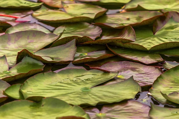 Les Feuilles Lotus Dans Étang — Photo