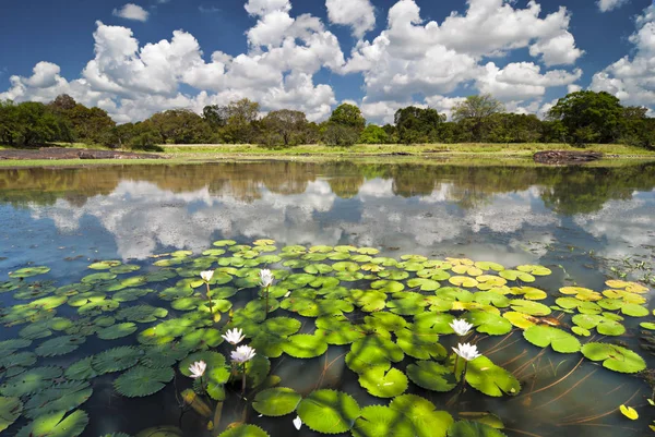 Loto en el lago — Foto de Stock