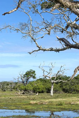 Yala Ulusal Parkı. Vahşi, bozkır. Sri Lanka.