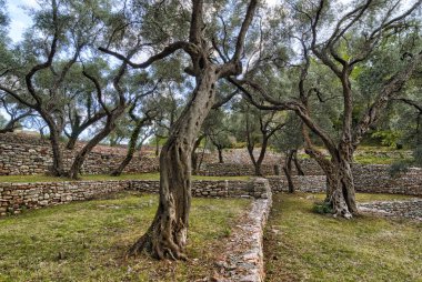 Karadağ'da zeytin ağaçlarının bahçesi