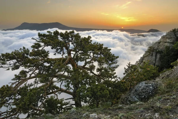 Mountain Forest Clouds Crimea Ukraine Demerdzhi — Stock Photo, Image