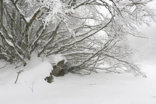 简明的冬季景观, 雪漂移和树枝 — 图库照片