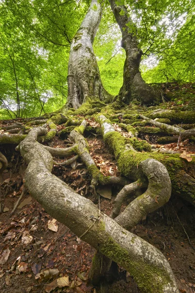 Forest Landscape Path Green Deciduous Forest Mossy Stones Royalty Free Stock Photos