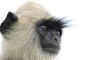 Baş langur. Şuna yakından görünüyor langur.
