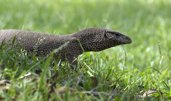 Monitor Lizard no Parque Nacional de Yala — Fotografia de Stock