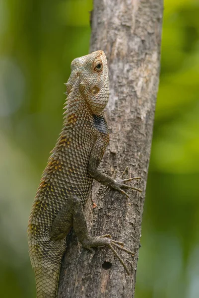 Lézard assis sur un tronc d'arbre . — Photo