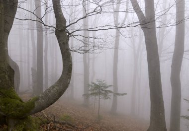 Sis ormanın içinde. Erken Bahar.