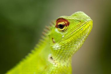 Bir ağaç kütüğü üzerinde oturan kertenkele.