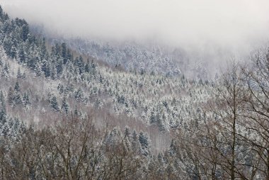 Don ve sis kaplı dağlar, eteklerinde iğne yapraklı orman.