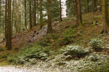 Hafif Dondurucu ormanda bahar.