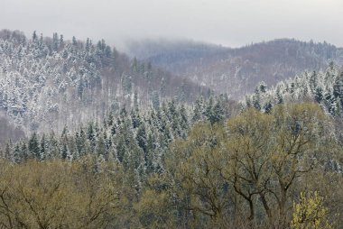 Don ve sis kaplı dağlar, eteklerinde iğne yapraklı orman.