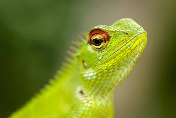 Lagarto sentado em um toco de árvore . — Fotografia de Stock