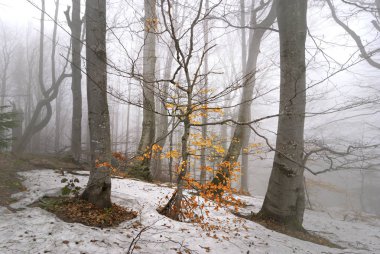 Genç kayın ağacı ile sarı yapraklar olgun ağaçlarıyla çevrili. Erken Bahar.