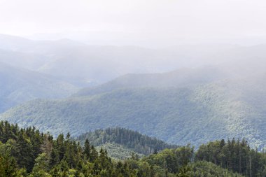 Dağların eteklerinde çam ormanı. Bulutlu hava, sis.