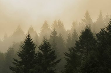 Dağların eteklerinde çam ormanı. Bulutlu hava, sis. Karpatlar, Ukrayna.