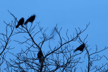 Birkaç kargalar ağaçta oturup.