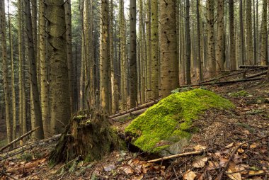 Bahar dağlarda Ladin ormanı. Eski bir güdük ve yosun ön planda bir taşla.
