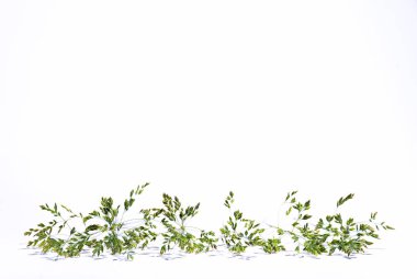 Beyaz bir arka plan üzerinde çim. Stüdyo.