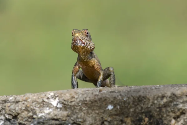 Lagarto sentado em um toco de árvore . — Fotografia de Stock