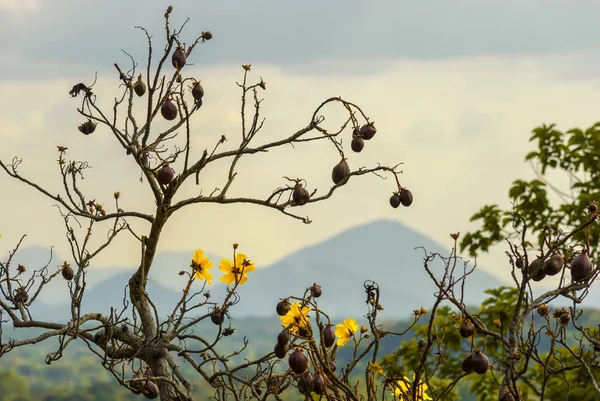 Fading tree Cochlospermum with yellow flowers in sri lanka. — Stock Photo, Image