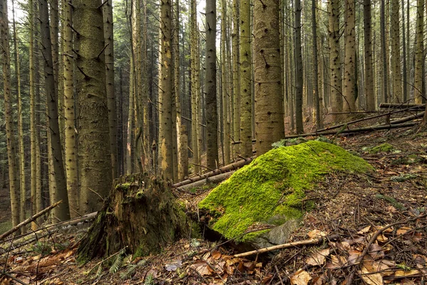 Bahar dağlarda Ladin ormanı.