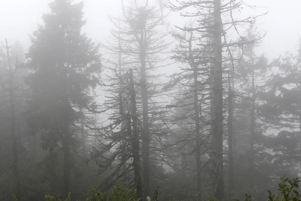 Los árboles muertos comían en la niebla. Siluetas . — Foto de Stock