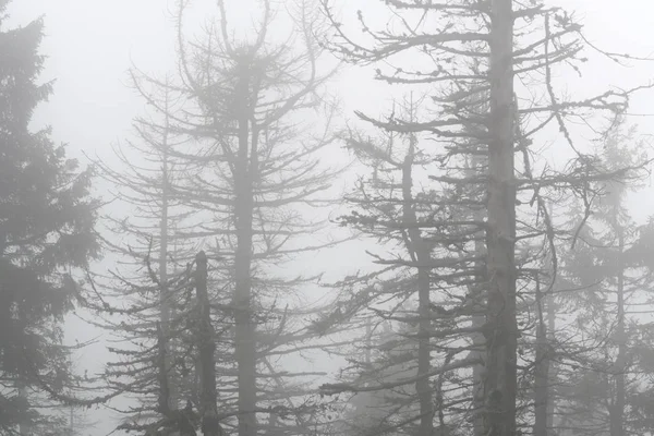 Gli alberi morti mangiavano nella nebbia. Silhouette . — Foto Stock
