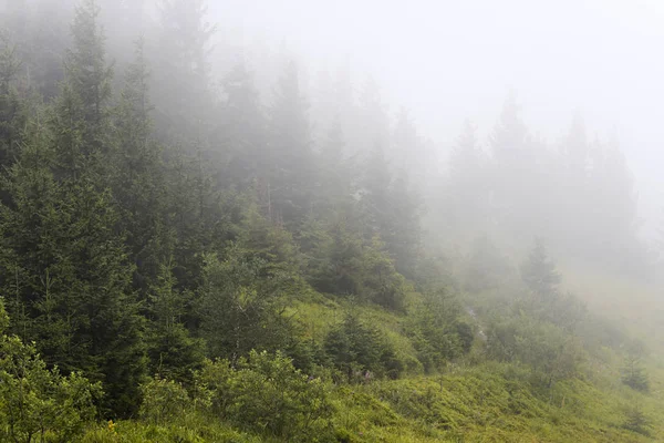 Bosque de abeto en las laderas de las montañas. Clima nublado, niebla . — Foto de Stock